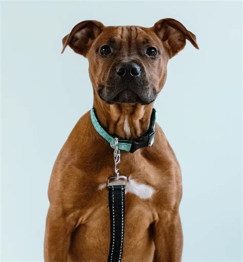 Rebel Dogs Detroit | FROSTY IS READY FOR ADOPTION!! You’ve all been ...