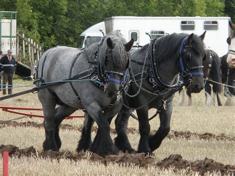 File:Dutch Draft Horse Team.jpg - Wikimedia Commons