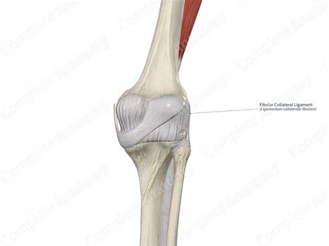 Fibular Collateral Ligament