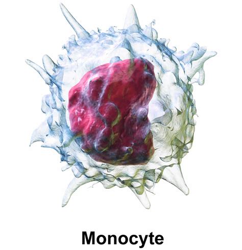 Monocytes function, causes of high and low monocytes