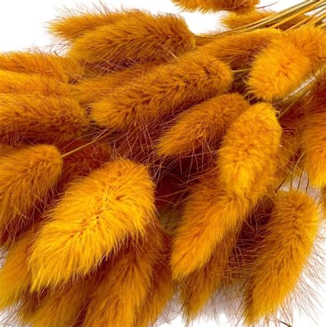 Bakewareind Bunny Tails Natural Dried Flower Preserved , Golden Sunny ...