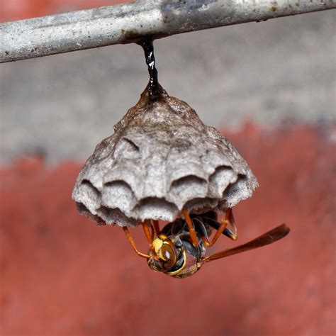 Are Paper Wasps Beneficial in the Garden? – Deep Green Permaculture