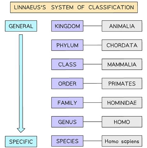 Classification Systems 的图像结果