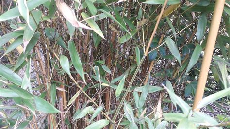 Bamboo Garden Archives: How to kill bamboo 3 ways [vinegar, hot water and burn]