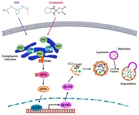 Docosahexaenoic Acid Enhances Oxaliplatin-Induced Autophagic Cell Death ...