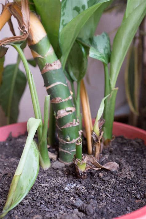 Sony DSC-RX100 II Review