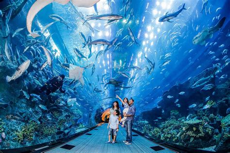 Dubai Aquarium and Underwater Zoo in Dubai Mall | Visit Dubai