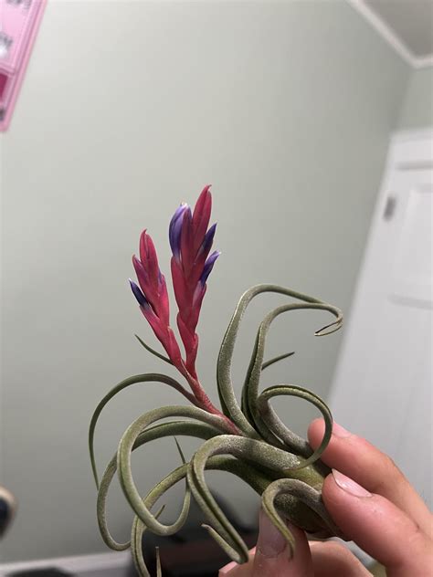 Flowering Air Plants 的图像结果
