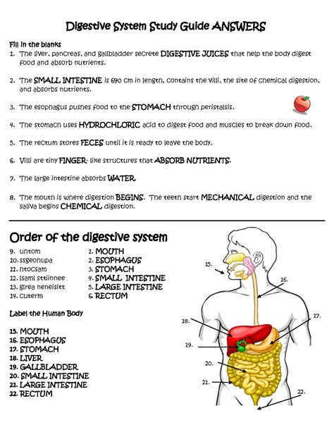 Digestive System Answer Key Gizmo at Peter Jacobs blog