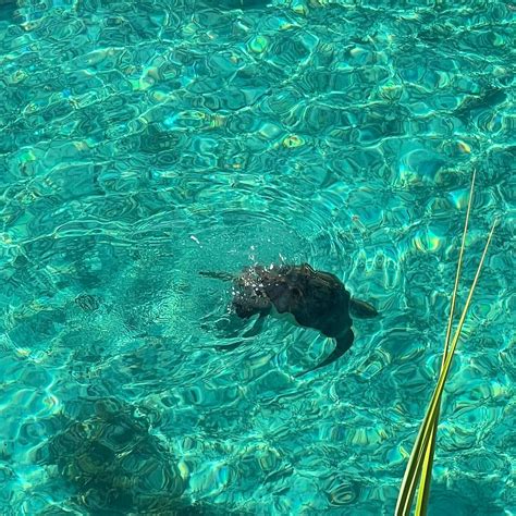 SIPADAN KAPALAI DIVE RESORT (Pulau Sipadan) - Resort Reviews & Photos ...