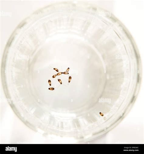 Group of small German cockroach nymphs floating in the water. Beautiful ...