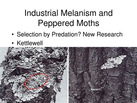 PPT - Evolution: Species & Selection PowerPoint Presentation, free ...