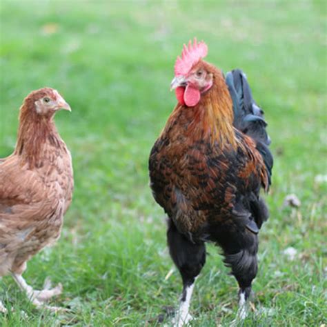 French Copper Maran Hen Vs Rooster at Darlene Huth blog
