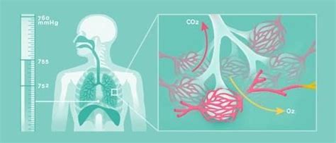 Understanding Chemical Hazards and Workplace Safety Flashcards | Quizlet