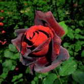 Buy rose plants online @ lowest price from plantsguru