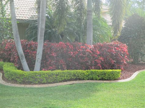 Red Copper Leaf Plant with Gold Mounds Border Planting