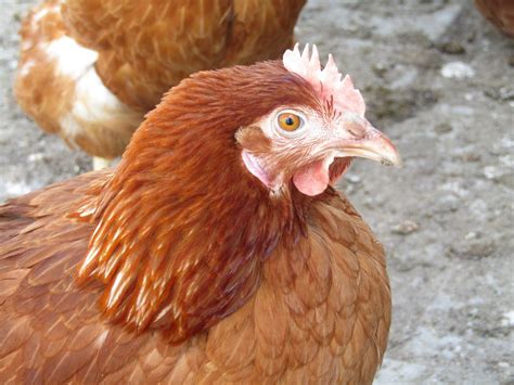 Golden Comet Chicken Eggs, History, Appearance and Best Care Guide ...