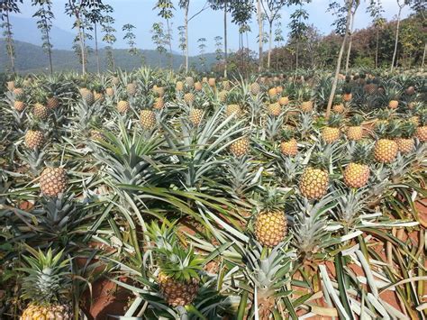 菠萝的功效和作用 - 武汉泽安园林工程有限公司