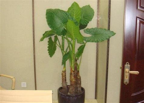室内大型绿植物盆栽哪种牌子比较好 室内花卉盆栽绿植物大型绿萝兰价格