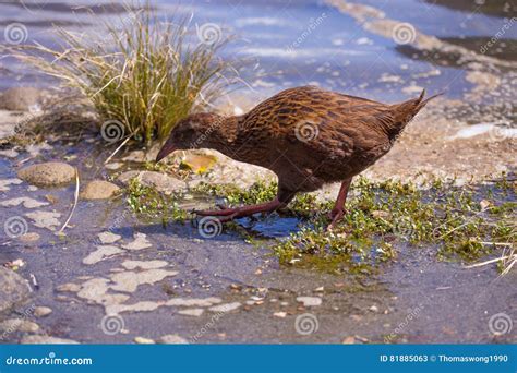 Weka Bird. the Endemic Flightless Birds in New Zealand Stock Image ...