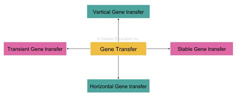 Gene Transfer Techniques- Horizontal, Vertical, Physical and Chemical ...