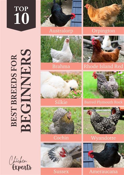 10 Most Popular Chicken Breeds For Beginner Backyard Best Chicken