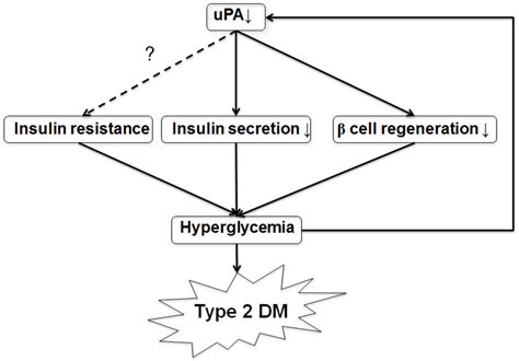 Deficiency of Urokinase Plasminogen Activator May Impair β Cells Regeneration and Insulin ...