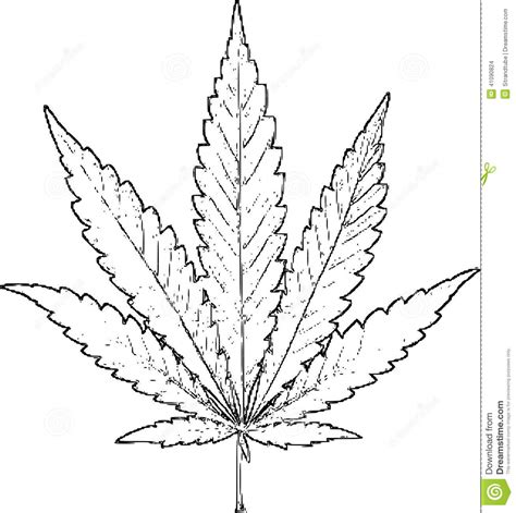 Pot Leaf Drawing Step By Step at PaintingValley.com | Explore ...