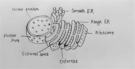Suggest me the Diagram of Endoplasmic Reticulum with labellingClass 9 ...