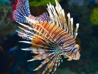 Image result for Fish Imafe for Python Code