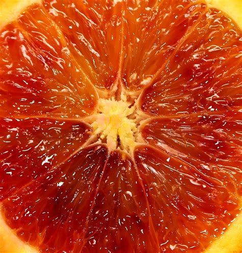 Blood Orange Fruit Citrus Fruits - Free photo on Pixabay