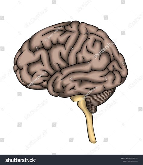 Brain 的图像结果