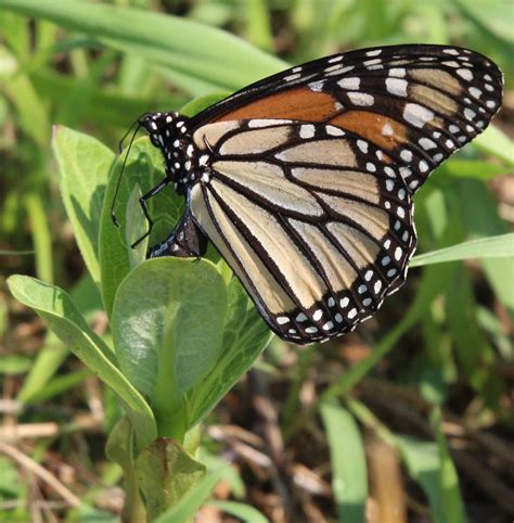 Monarchs and Migration - Delaware Nature Society