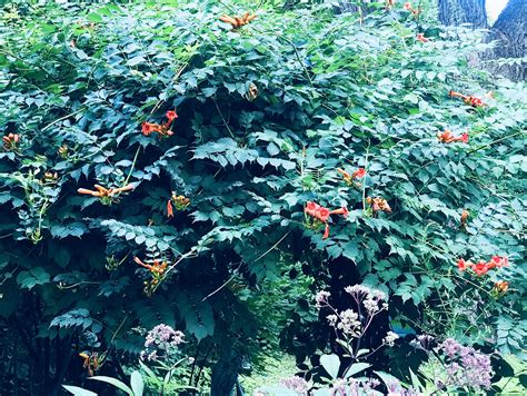 Outdoors column: Native trumpet vine may be invasive, but bees and ...