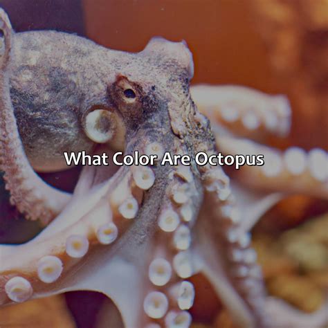 Image result for Octopus Colour