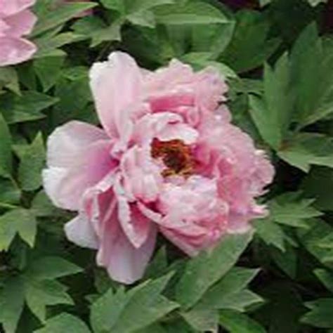 Indiana's State Flower Debate: Peony vs. Fire Pink and Other Beauties ...