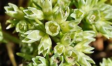 fiori di bach menopausa fiori di bach in menopausa scleranthus menopausa fiori di bach menopausa fiori di bach in menopausa scleranthus menopausa