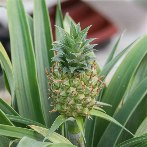 Pineapple Growing Time at Mildred Rohe blog