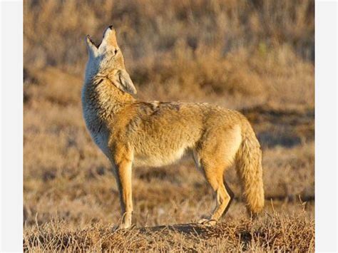 +Dogs Howling Cyotes 的图像结果