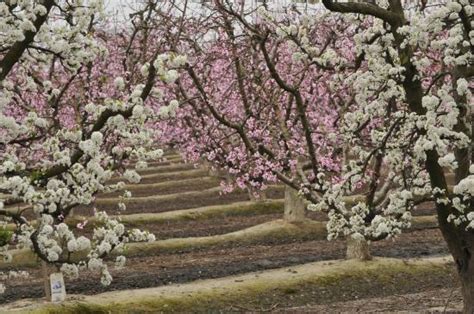 Blossom Trail (Fresno) - 2020 What to Know Before You Go (with Photos ...