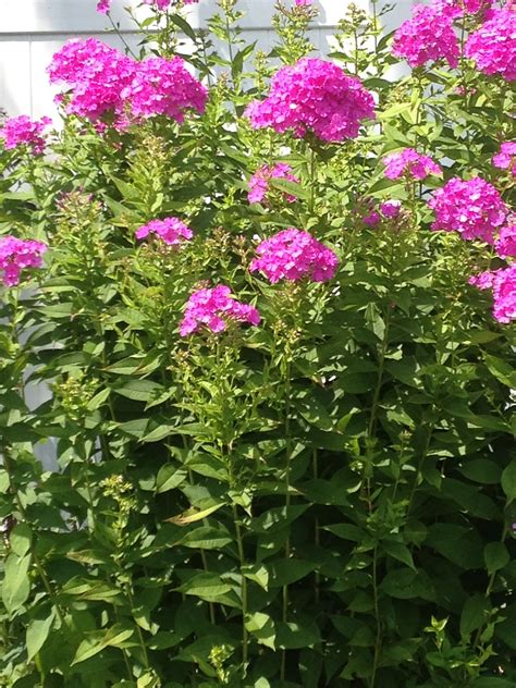 Tall Phlox Flowers Perennial