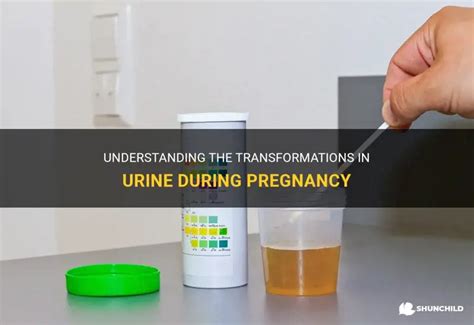 Understanding The Transformations In Urine During Pregnancy | ShunChild