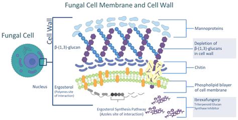 Ibrexafungerp in Development for Treatment of Mold Infections ...