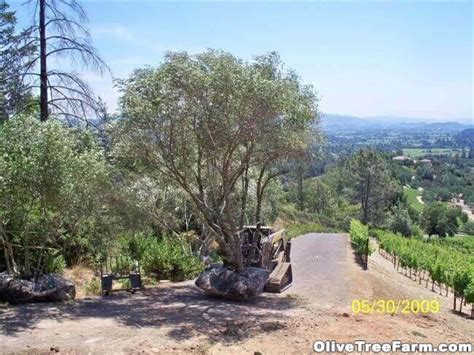 Image result for St. Helena Tree Felling