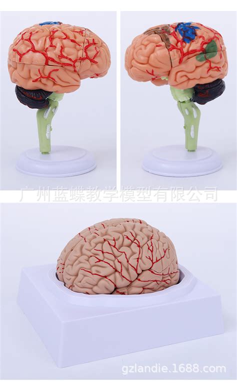 人脑 的图像结果