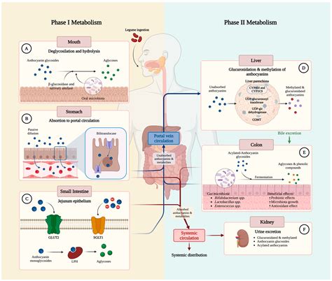 Phenolic Compounds and Anthocyanins in Legumes and Their Impact on ...