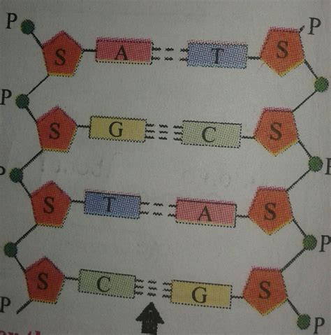 observe the following figure and name the type of bond shown by arrow ...