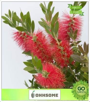 OhhSome Ornamental Flowering Callistemon Lanceolatus Flowering Seeds ...