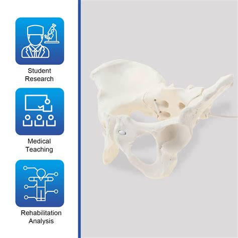 Buy LYOU Life Size Female Pelvis Model, Flexible Female Anatomy Model ...