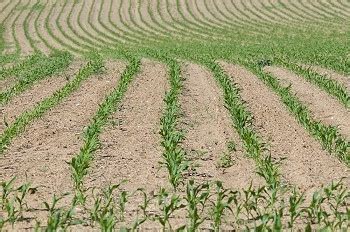 庄稼 的图像结果